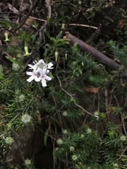 Westringia senifolia