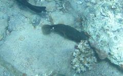 Cantherhines pardalis