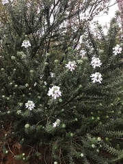 Westringia senifolia