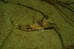 Chitonotus pugetensis