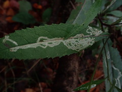 Phytomyza senecionis