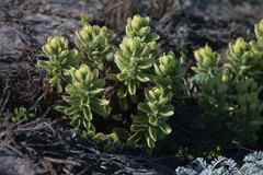 Castilleja mollis