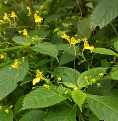 Impatiens racemosa