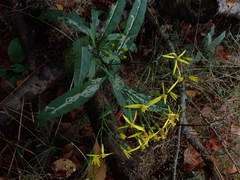 Phytomyza senecionis