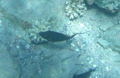 Cantherhines pardalis