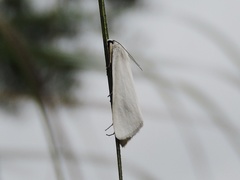 Scirpophaga nivella
