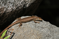 Trachylepis maculilabris