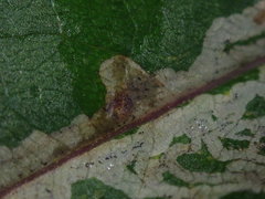 Phytomyza senecionis