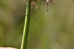 Cyperus haspan