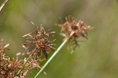 Cyperus haspan