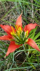 Lilium catesbaei image