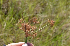 Cyperus haspan