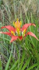 Lilium catesbaei image