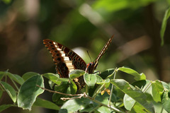 Charaxes brutus natalensis