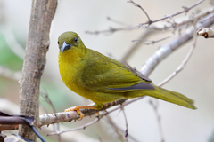 Orthogonys chloricterus