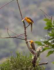 Pteroglossus bailloni