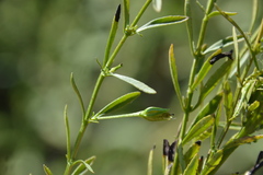 Mecardonia acuminata