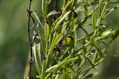 Mecardonia acuminata