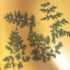 Phytomyza libanotidis