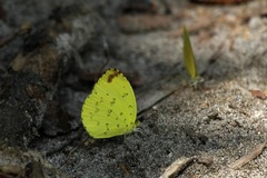 Eurema floricola