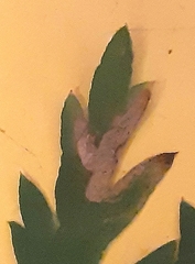 Phytomyza libanotidis