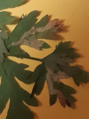 Phytomyza libanotidis