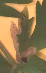 Phytomyza libanotidis