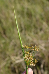 Cyperus haspan