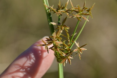 Cyperus haspan