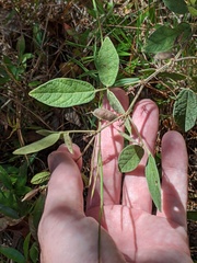 Rhynchosia tomentosa