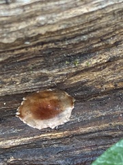 Phrurolithidae