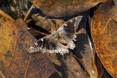 Charaxes guderiana