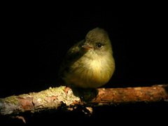 Contopus latirostris