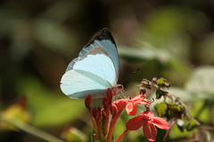 Nepheronia thalassina