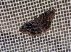 Ebrietas