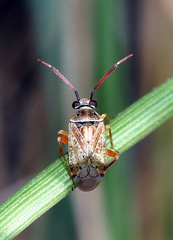 Eurystylus bellevoyei