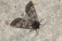 Eurois nigra