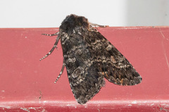 Eurois nigra
