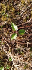Trillium govanianum