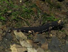 Salamandrina perspicillata