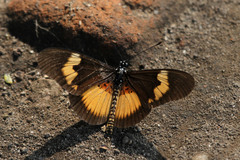 Acraea aganice