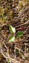 Trillium govanianum