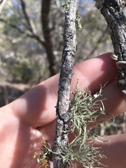 Ramalina stenospora