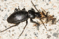 Carabus taedatus