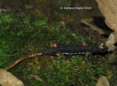 Salamandrina perspicillata