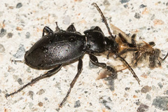 Carabus taedatus