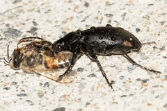 Carabus taedatus