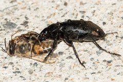 Carabus taedatus