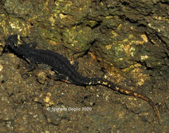 Salamandrina perspicillata