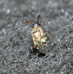 Eurystylus bellevoyei